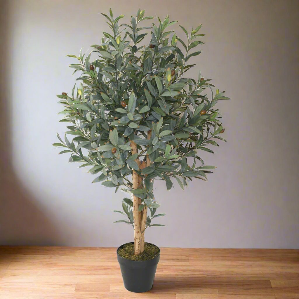 Olive Topiary Plant