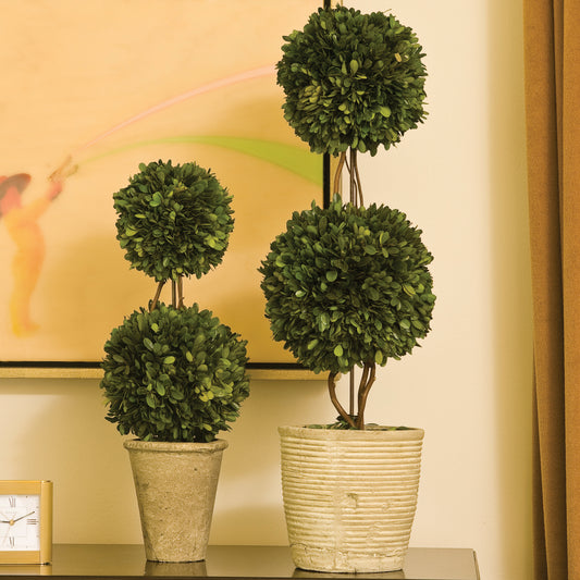 Preserved Boxwood Topiary - Double Ball - 20"