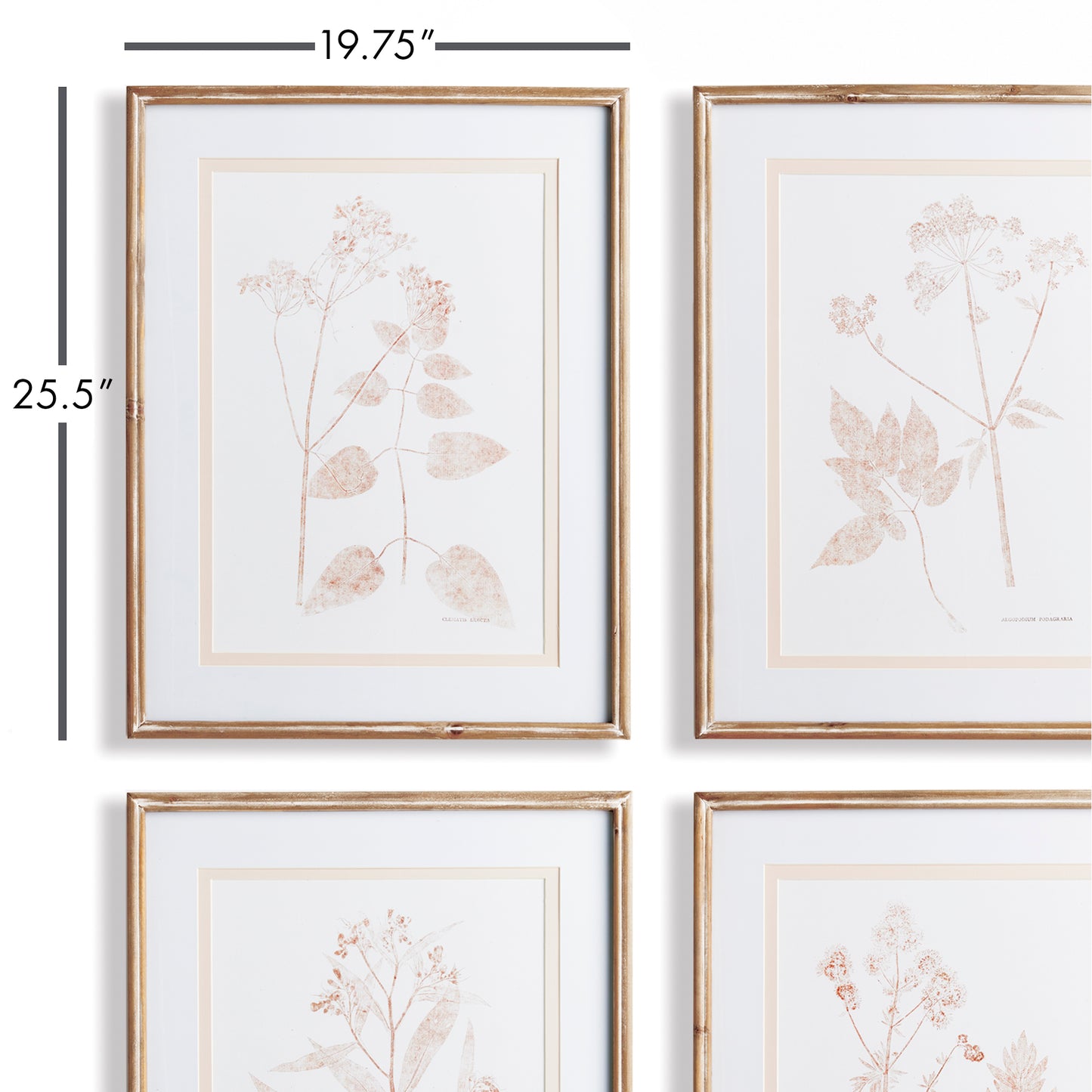 BLUSH BOTANICAL STUDY, SET OF 4