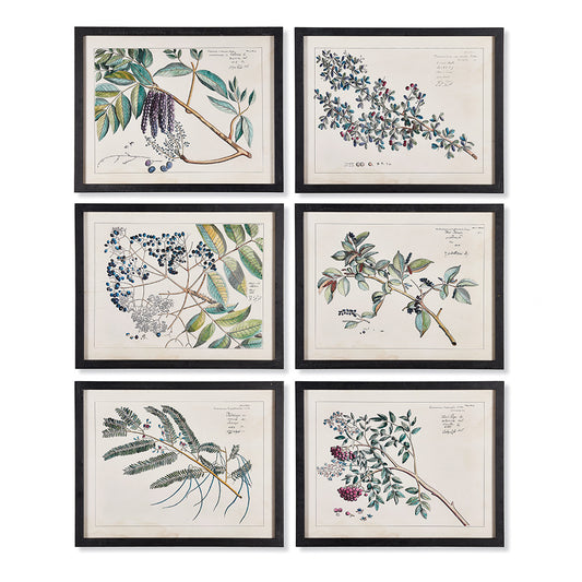 Berry Branch Botanical Study Wall Art , Set Of 6