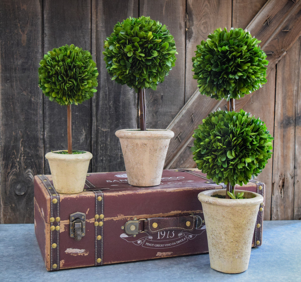 Preserved Boxwood Topiary - Double Ball - 20"